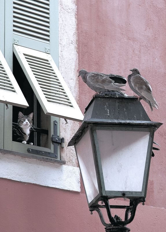 欧冠半决赛焦点战，上海队科技革新战术，完胜传统豪强国王队