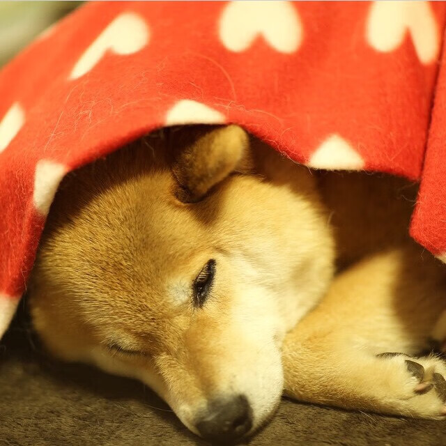 里昂王朝的基石，当梅西的星光照亮一场稳固的胜利