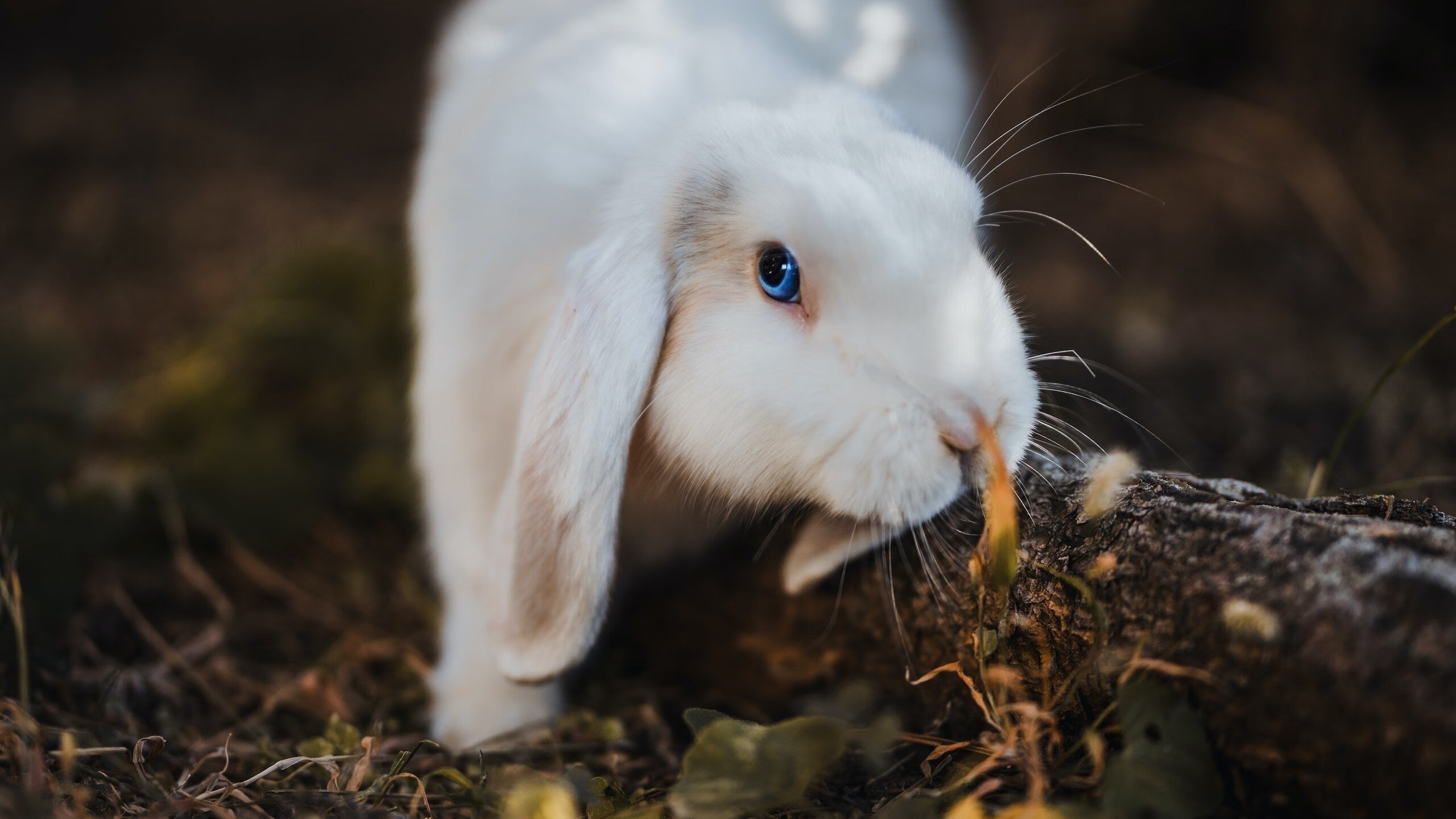 东决关键战之夜，当哈利伯顿用魔法打爆最坚硬的防线