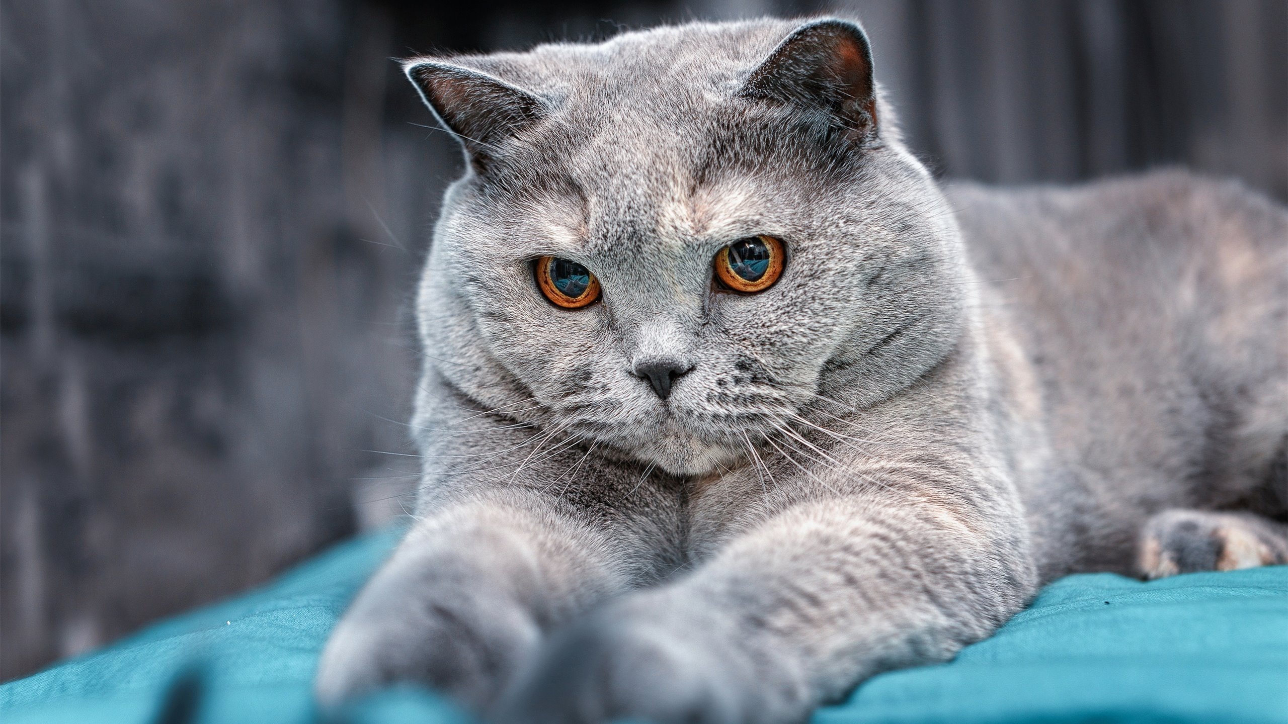 主宰与生存，从孟菲斯悬崖到西决王座，篮球信仰的双重奏