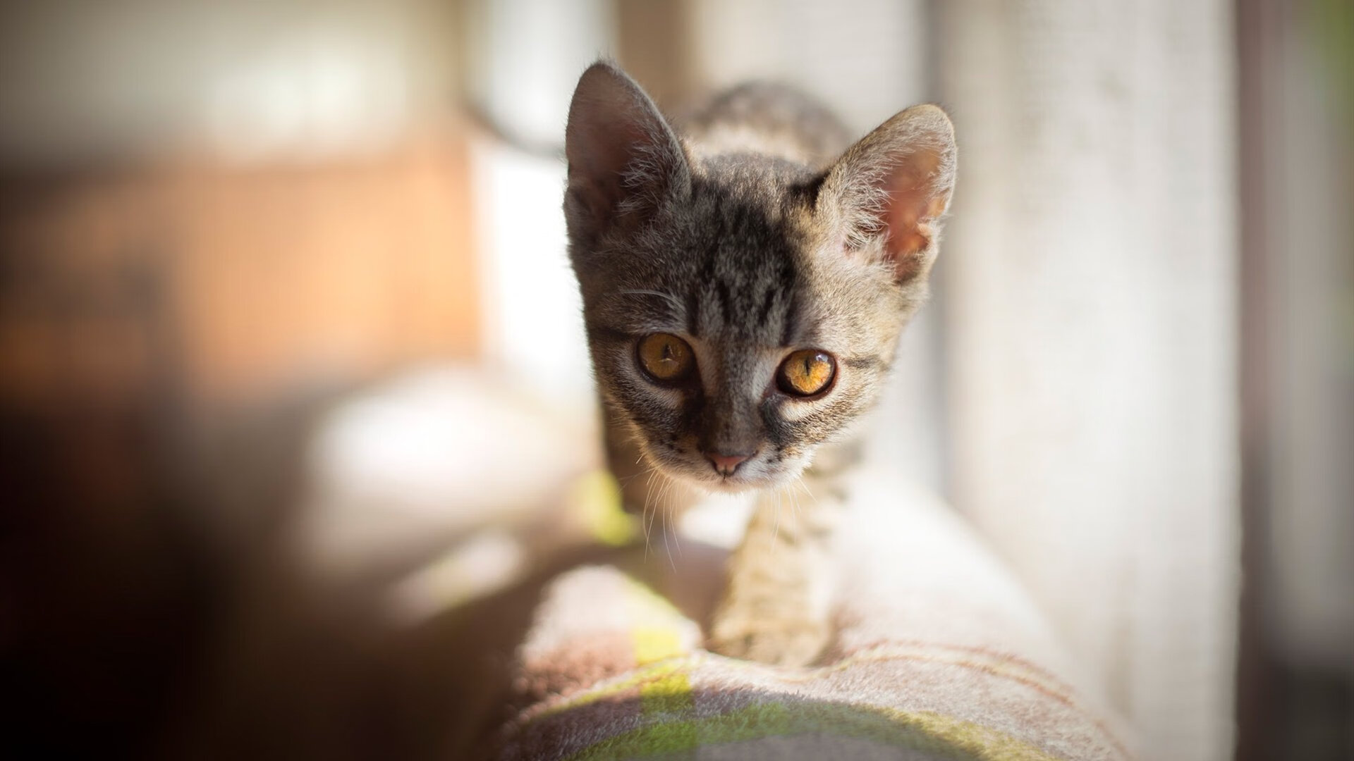 跨界神迹，当阿尔瓦雷斯在NBA总决赛之夜定义完美