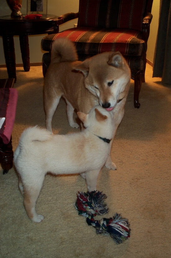 神奇逆转！猛龙翻盘魔术，库里化身定海神针