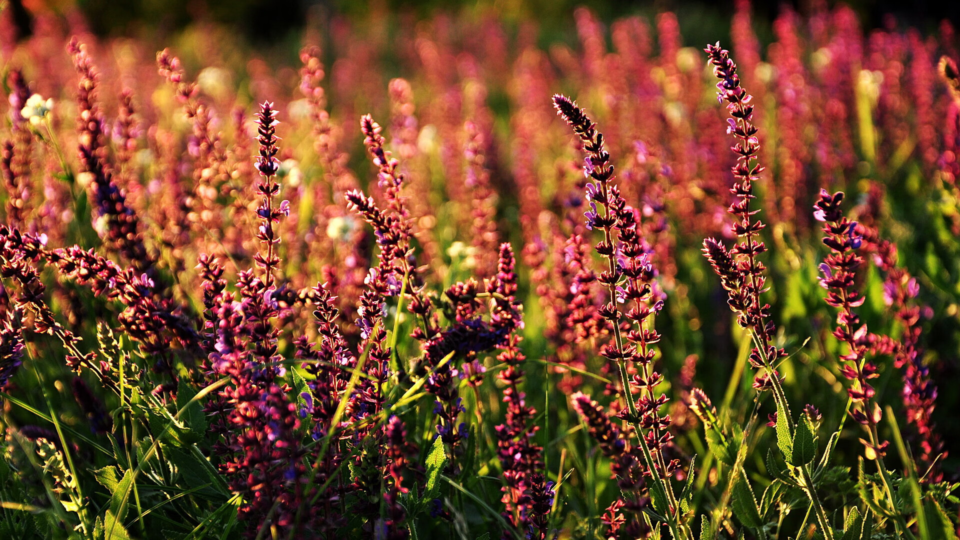 伦纳德个人能力完全展现，热火对阵广东队的跨洋史诗对决
