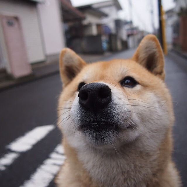 F1年度争冠焦点战如火如荼，广厦队篮球场轻取开拓者展雄风
