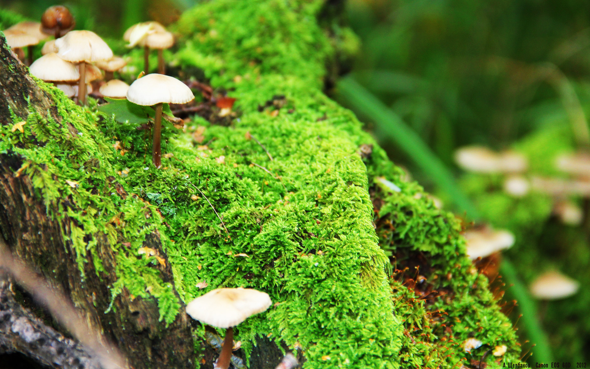 穆勒之夜,美加墨星光下,一场数据与意志的核爆