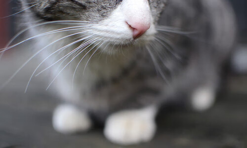 哈弗茨一锤定音破心魔,埃及新法老降服南美神鹰