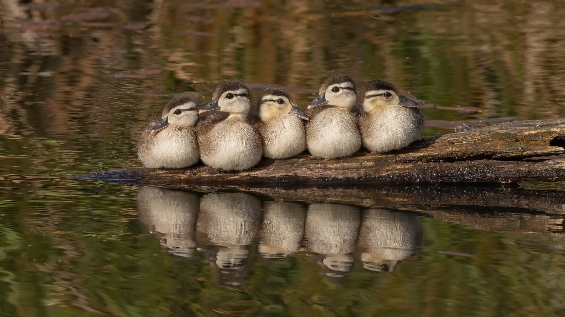 麦迪逊的狂热轰鸣与摩纳哥的蓝色魅影,能量的不同诗篇