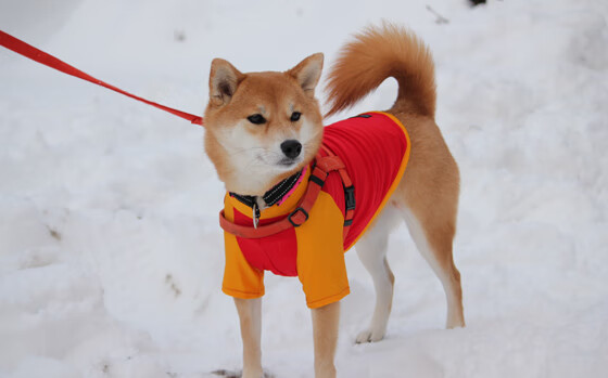 上海队巅峰对决胜出深圳队,克莱成为关键先生
