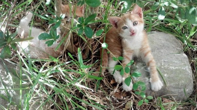 马克西独舞迈阿密，黄蜂防线在热火烈焰中崩塌
