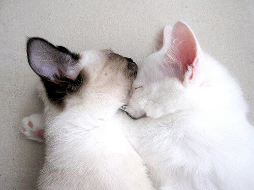 东决关键战，浙江队神兵天降，0.8秒极限绝杀火箭