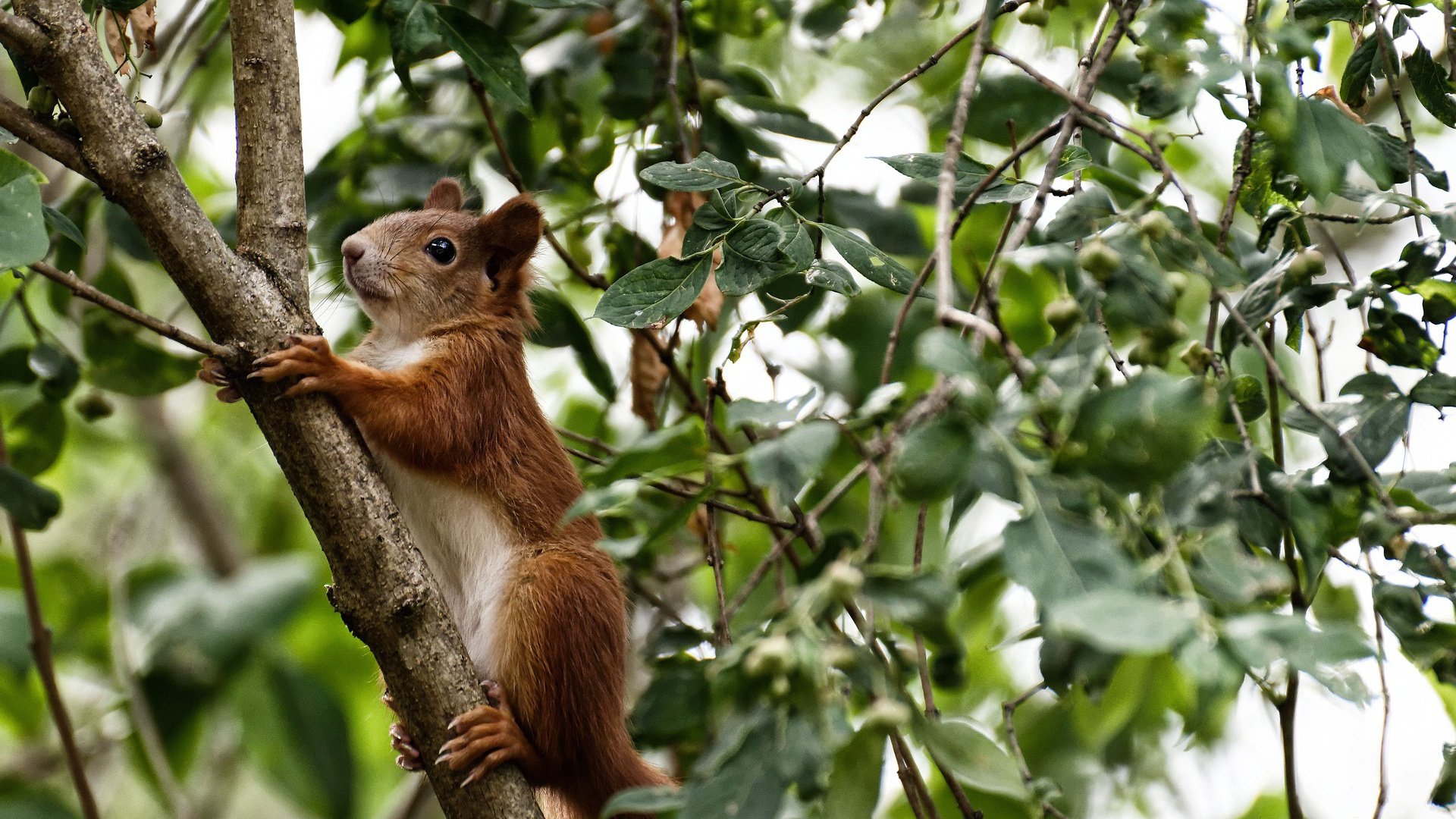 卡塔尔新军掀翻法甲劲旅,神秘蒂亚戈导演世纪冷门