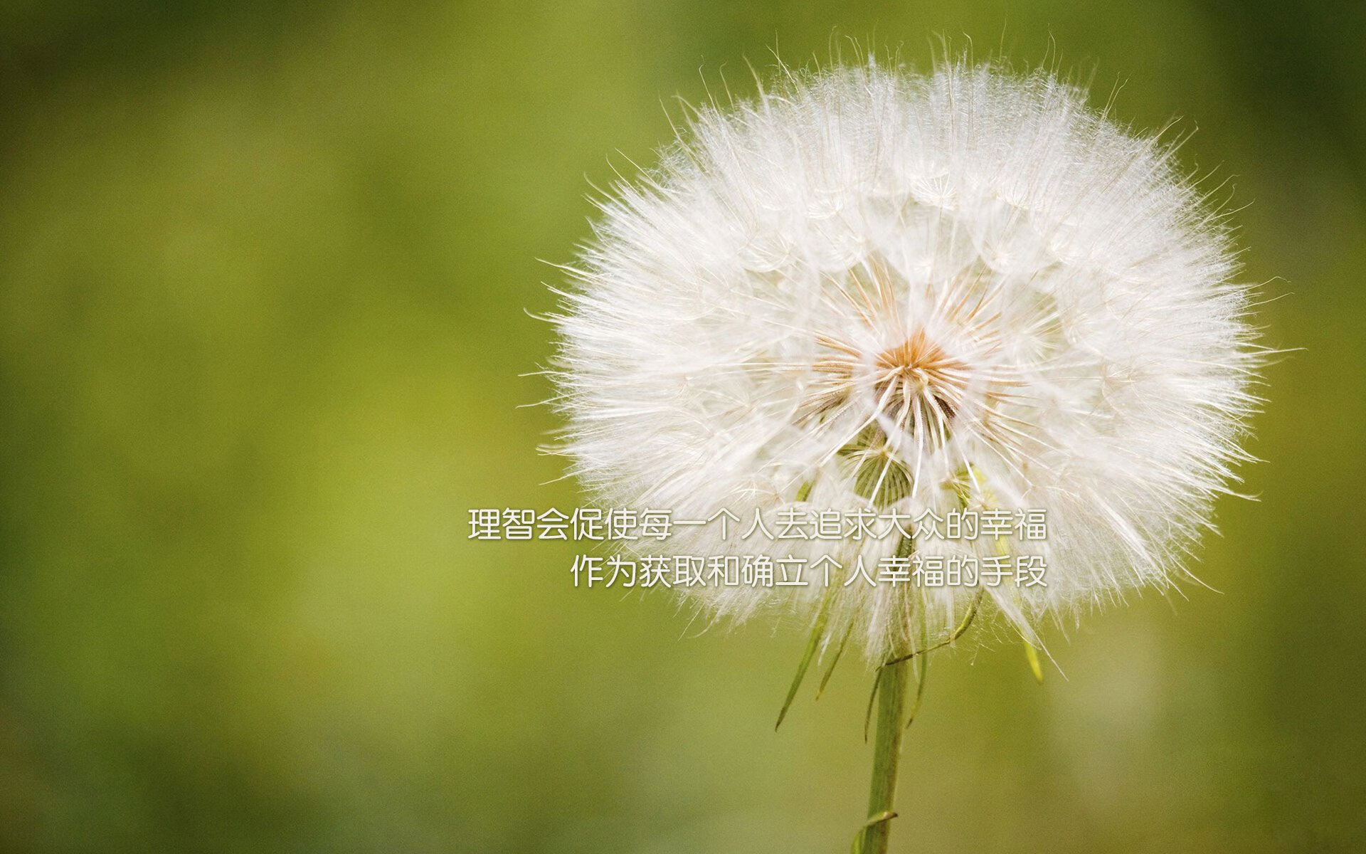 双线战场,掘金节奏驯鹈鹕,东契奇硬核定江山