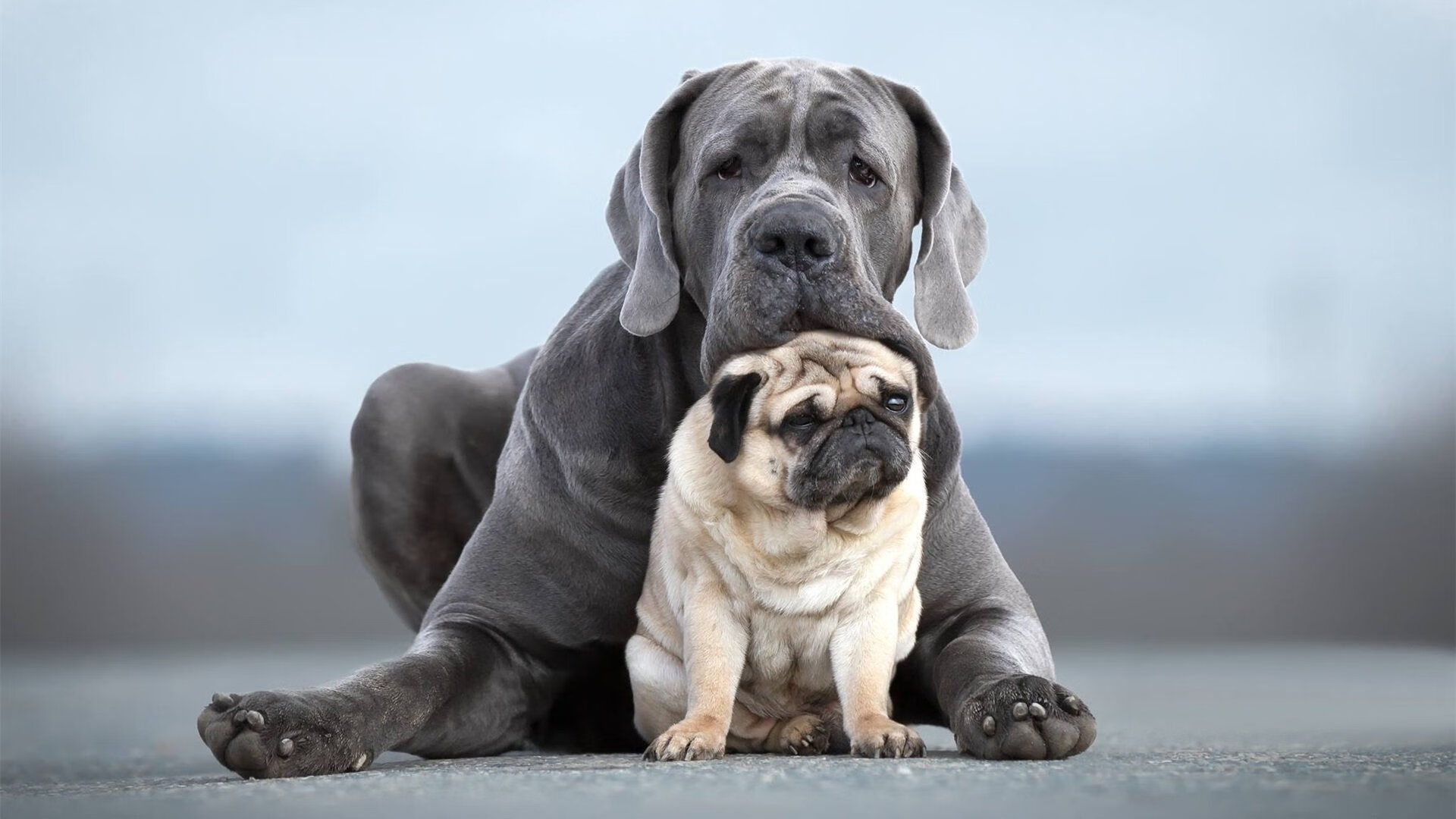 篮网掀翻太阳,利拉德教科书表演照亮布鲁克林夜空