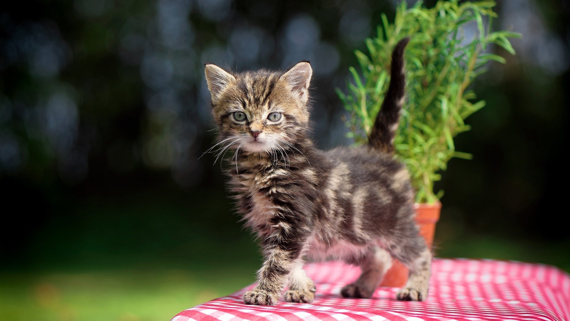 亚平宁的硝烟与石油的火焰，当古典足球遭遇全球资本的重塑