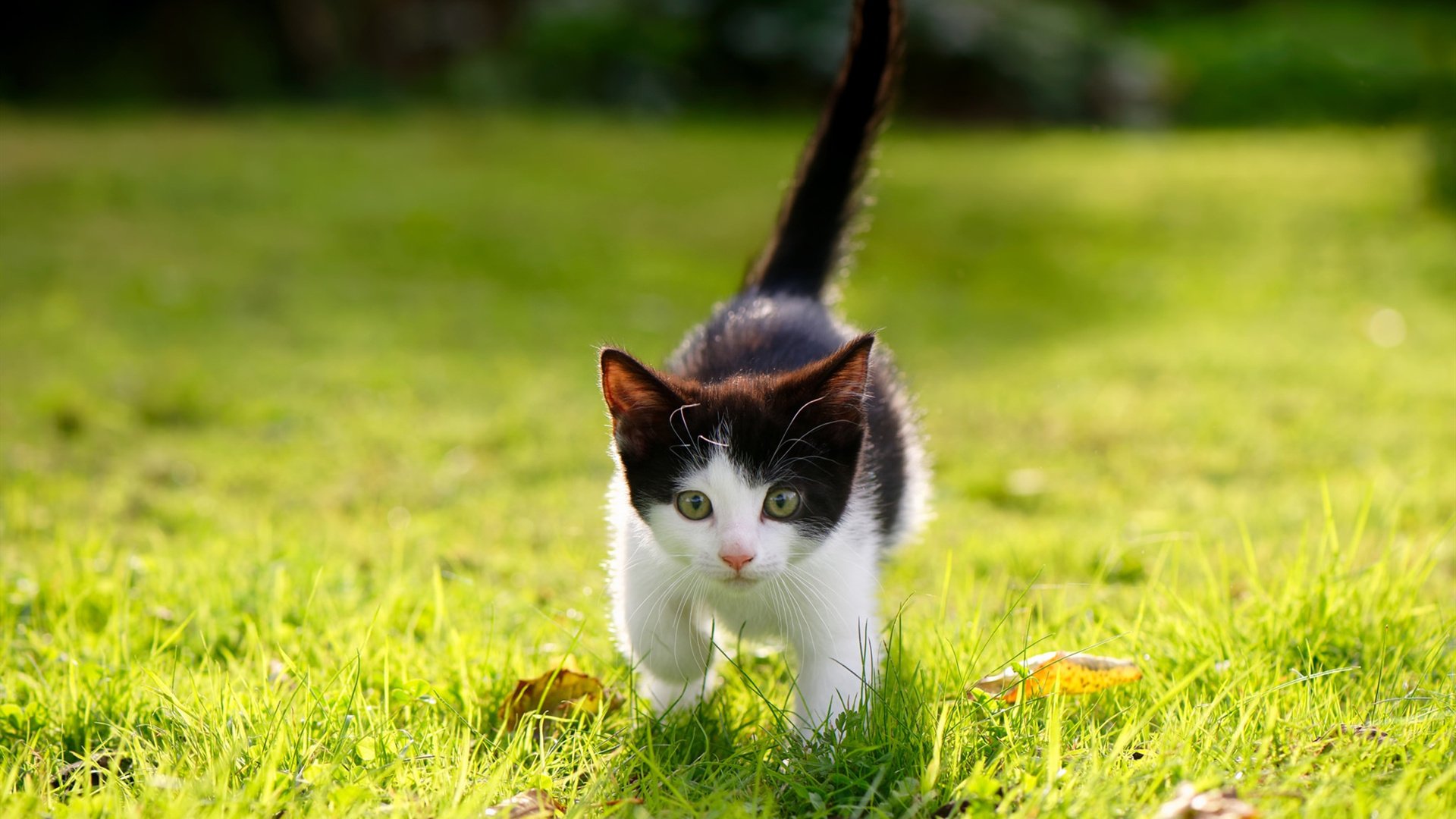 利拉德时刻,0.3秒准绝杀救主!骑士破解新疆无限换防