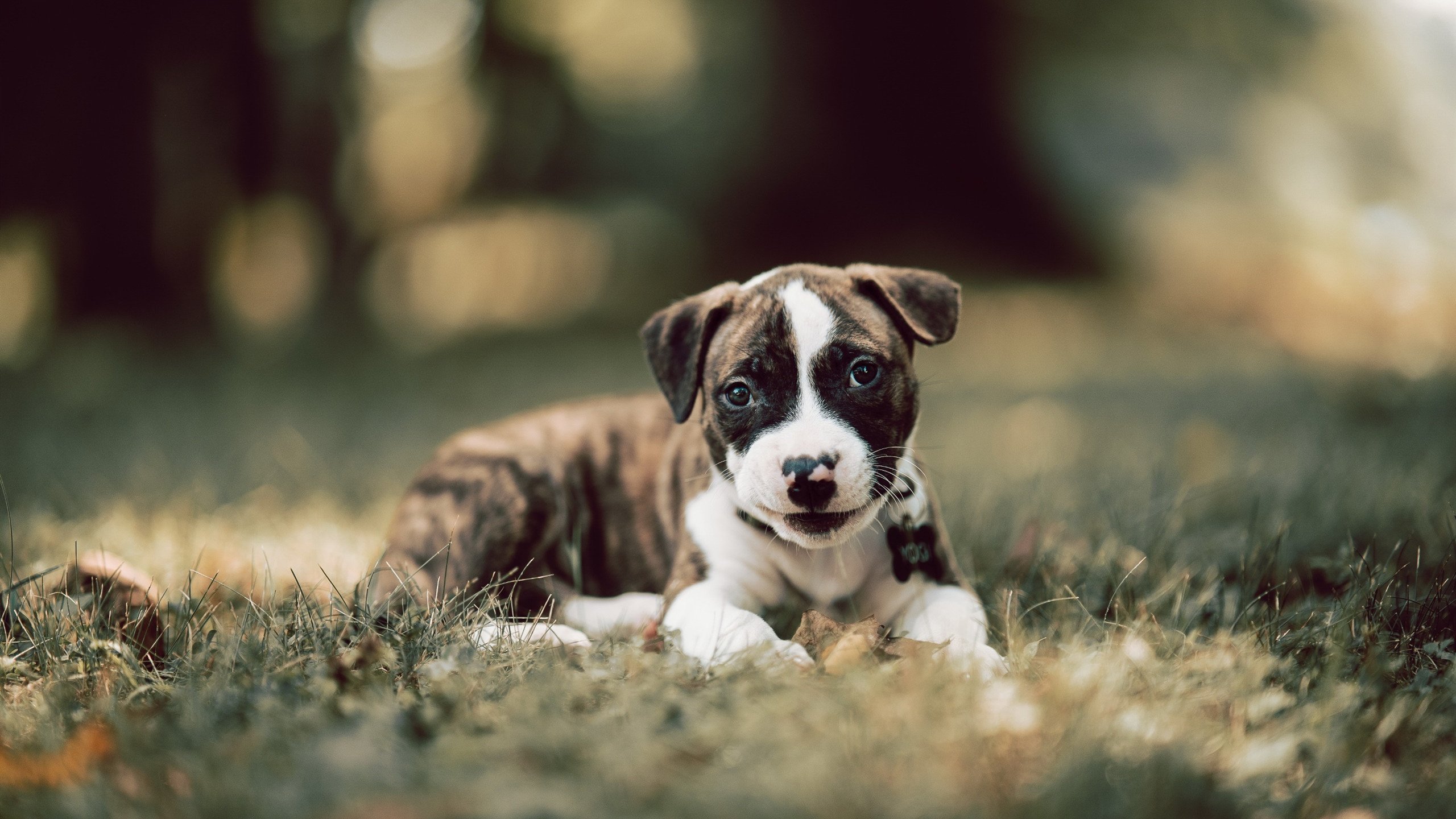 引擎重燃，当锡安在F1赛道接管迈阿密之夜